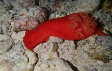 Zdjęcia z Safari Nurkowe St Johns 2017