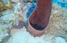 Zdjęcia z Safari Nurkowe St Johns 2017