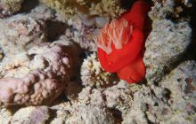 Zdjęcia z Safari Nurkowe St Johns 2017