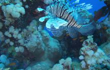 Zdjęcia z Safari Nurkowe St Johns 2017