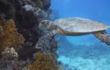 Zdjęcia z Safari Nurkowe St Johns 2017