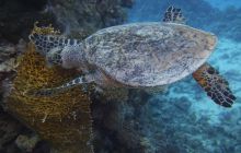 Zdjęcia z Safari Nurkowe St Johns 2017