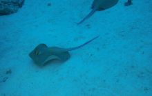 Zdjęcia z Safari Nurkowe St Johns 2017