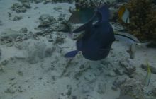 Zdjęcia z Safari Nurkowe St Johns 2017