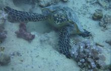 Zdjęcia z Safari Nurkowe St Johns 2017