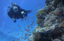 Zdjęcia z Safari Nurkowe St Johns 2017