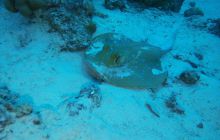 Zdjęcia z Safari Nurkowe St Johns 2017