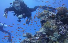 Zdjęcia z Safari Nurkowe St Johns 2017