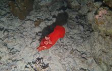 Zdjęcia z Safari Nurkowe St Johns 2017