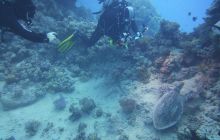 Zdjęcia z Safari Nurkowe St Johns 2017