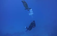 Zdjęcia z Safari Nurkowe St Johns 2017