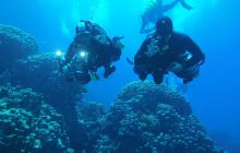 Zdjęcia z Safari Nurkowe St Johns 2017