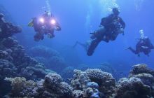 Zdjęcia z Safari Nurkowe St Johns 2017