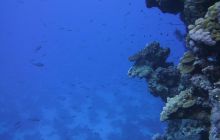 Zdjęcia z Safari Nurkowe St Johns 2017