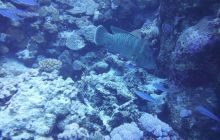 Zdjęcia z Safari Nurkowe St Johns 2017