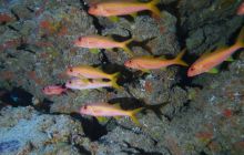 Zdjęcia z Safari Nurkowe St Johns 2017