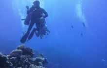 Zdjęcia z Safari Nurkowe St Johns 2017