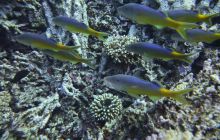 Zdjęcia z Safari Nurkowe St Johns 2017