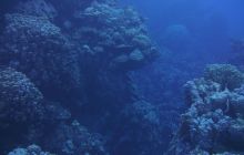 Zdjęcia z Safari Nurkowe St Johns 2017