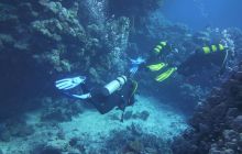 Zdjęcia z Safari Nurkowe St Johns 2017