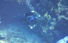 Zdjęcia z Safari Nurkowe St Johns 2017