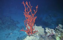 Zdjęcia z Safari Nurkowe St Johns 2017