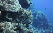 Zdjęcia z Safari Nurkowe St Johns 2017