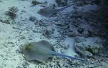 Zdjęcia z Safari Nurkowe St Johns 2017