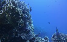 Zdjęcia z Safari Nurkowe St Johns 2017