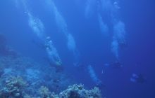 Zdjęcia z Safari Nurkowe St Johns 2017