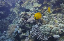 Zdjęcia z Safari Nurkowe St Johns 2017