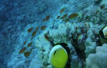 Zdjęcia z Safari Nurkowe St Johns 2017