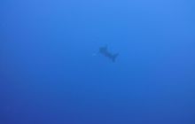 Zdjęcia z Safari Nurkowe St Johns 2017