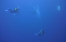 Zdjęcia z Safari Nurkowe St Johns 2017