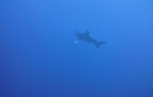 Zdjęcia z Safari Nurkowe St Johns 2017