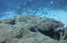 Zdjęcia z Safari Nurkowe St Johns 2017