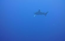 Zdjęcia z Safari Nurkowe St Johns 2017