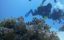 Zdjęcia z Safari Nurkowe St Johns 2017