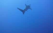 Zdjęcia z Safari Nurkowe St Johns 2017