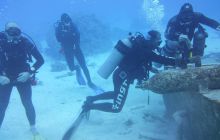 Zdjęcia z Safari Nurkowe St Johns 2017