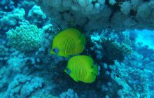 Zdjęcia z Safari Nurkowe St Johns 2017