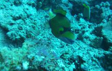 Zdjęcia z Safari Nurkowe St Johns 2017