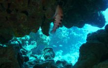 Zdjęcia z Safari Nurkowe St Johns 2017