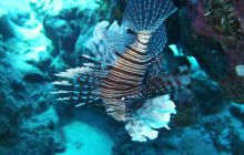 Zdjęcia z Safari Nurkowe St Johns 2017