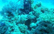 Zdjęcia z Safari Nurkowe St Johns 2017