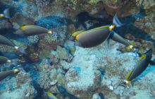 Zdjęcia z Safari Nurkowe St Johns 2017