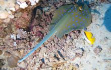 Zdjęcia z Safari Nurkowe St Johns 2017