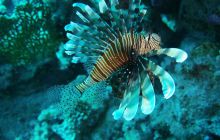 Zdjęcia z Safari Nurkowe St Johns 2017