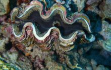 Zdjęcia z Safari Nurkowe St Johns 2017