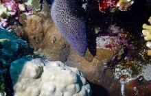 Zdjęcia z Safari Nurkowe St Johns 2017